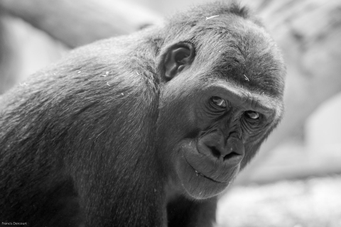 Zoo-3736