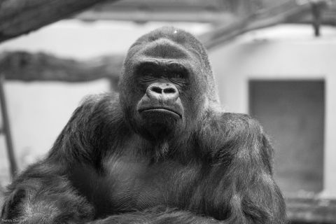 Zoo-4242
