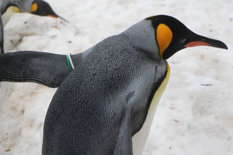 Zoo Feb 2019 von Leila für Ralph-6