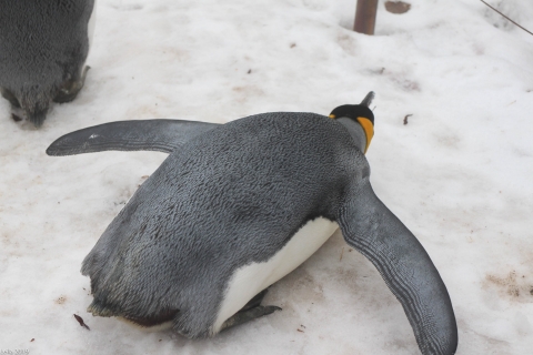 Zoo Feb 2019 von Leila für Ralph-9