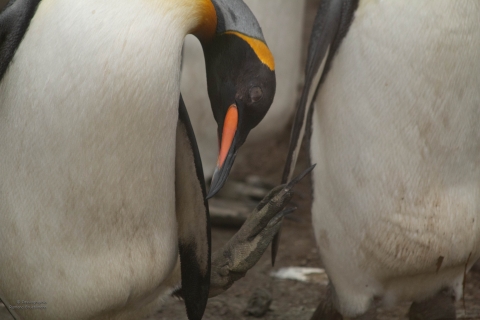 Zoo Feb 2019 von Ramona für Ralph-5